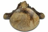 Huge Fossil Mosasaur (Tylosaurus) Vertebra - Texas #335030-2